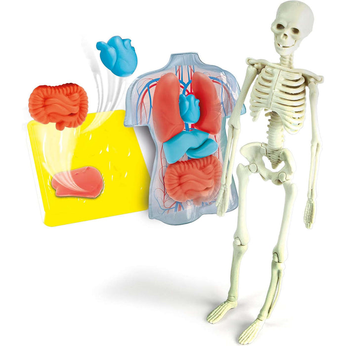 CLEMENTONI Anatomia Scheletro E Organi - 19414