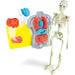 CLEMENTONI Anatomia Scheletro E Organi - 19414