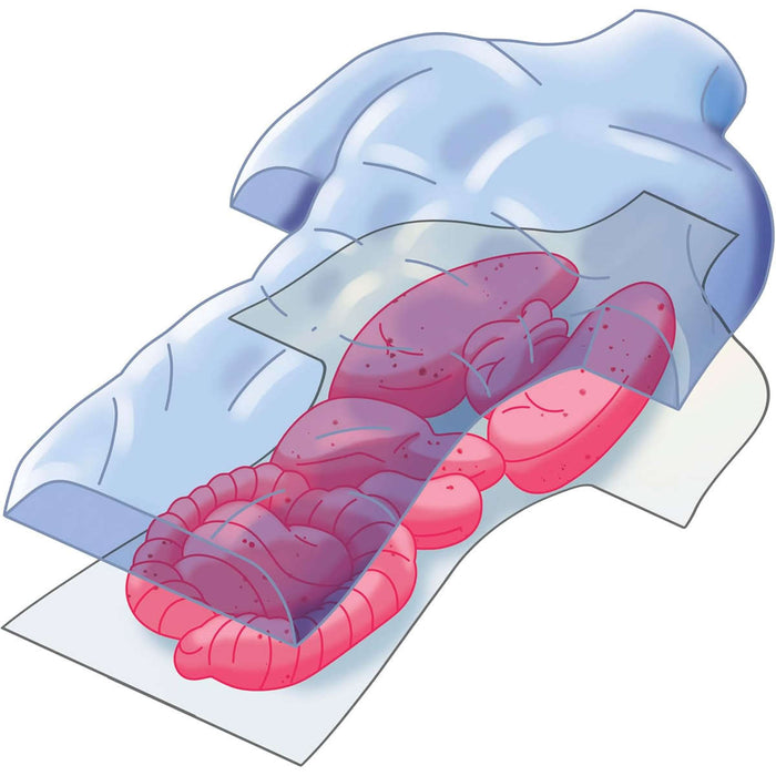 CLEMENTONI Anatomia Scheletro E Organi - 19414