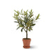 EDG Pianta Artificiale Olivo Con Vaso In Terracotta Cm.43 - 2300323A700