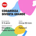 FABA Codarossa Diventa Grande - FFR10015
