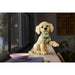LEGO Cucciolo Di Golden Retriever - 11384