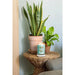YANKEE CANDLE Giara Grande Aloe Agave - 1749343E